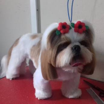 Comprar o produto de Tosa Bebê - Visual Fofo e Cuidadoso para Seu Pet em Lençóis Paulista/SP em Pet Shop em Lençóis Paulista, SP por Solutudo