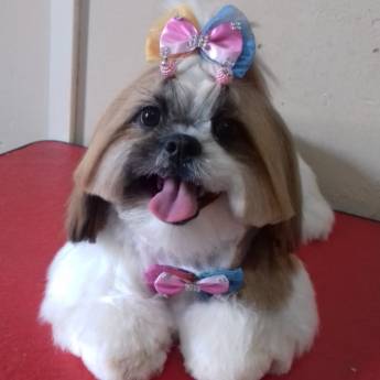 Comprar o produto de Tosa Bebê - Visual Fofo e Cuidadoso para Seu Pet em Lençóis Paulista/SP em Pet Shop em Lençóis Paulista, SP por Solutudo