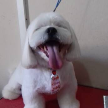 Comprar o produto de Tosa Bebê - Visual Fofo e Cuidadoso para Seu Pet em Lençóis Paulista/SP em Pet Shop em Lençóis Paulista, SP por Solutudo