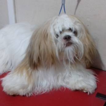 Comprar o produto de Antes e Depois da Tosa Bebê - Transforme o Visual do Seu Pet em Lençóis Paulista/SP em Pet Shop em Lençóis Paulista, SP por Solutudo