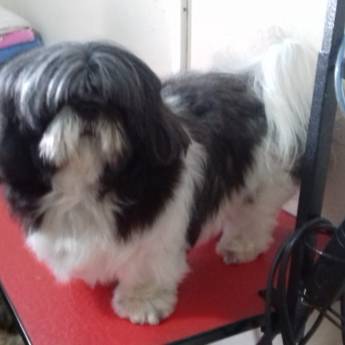 Comprar o produto de Antes e Depois da Tosa Bebê - Transformação Impecável para Seu Pet em Lençóis Paulista/SP em Pet Shop em Lençóis Paulista, SP por Solutudo