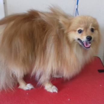 Comprar o produto de Tosa Leão em Spitz - Estilo Majestoso para Seu Pet em Lençóis Paulista/SP em Pet Shop em Lençóis Paulista, SP por Solutudo