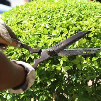Comprar o produto de Poda de árvores em Outros Serviços em Botucatu, SP por Solutudo