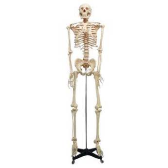 Comprar o produto de ESQUELETO 168CM FLEXÍVEL COM SUPORTE TGD-0101-B - ANATOMIC em Saúde em Aracaju, SE por Solutudo