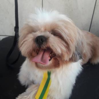 Comprar o produto de Banho e Tosa em Pet Shop em Mineiros, GO por Solutudo