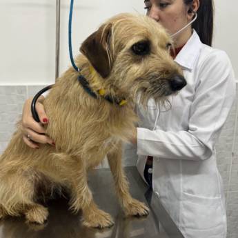 Comprar o produto de Clínica Veterinária em Veterinário em Praia Grande, SP por Solutudo