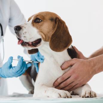 Comprar o produto de Vacinação cães e gatos em Veterinário em Tatuí, SP por Solutudo