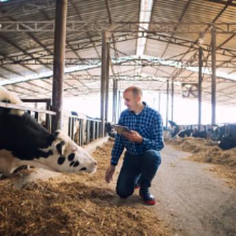 Comprar o produto de Consulta de pequenos e grandes animais (bovinos) em Veterinário em Tatuí, SP por Solutudo
