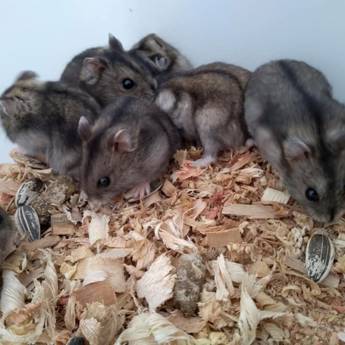 Comprar o produto de Filhotes em Animais em Adamantina, SP por Solutudo