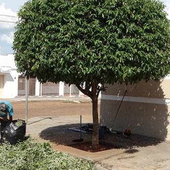 Comprar o produto de Poda de Árvore em Outros em Birigui, SP por Solutudo