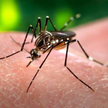 Comprar o produto de Dedetização contra Mosquito da Dengue (Aedes aegypti) em Dedetização em Birigui, SP por Solutudo
