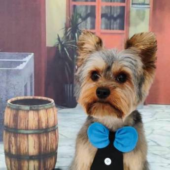 Comprar o produto de Banho Pet temático em Bauru em Pet Shop em Bauru, SP por Solutudo