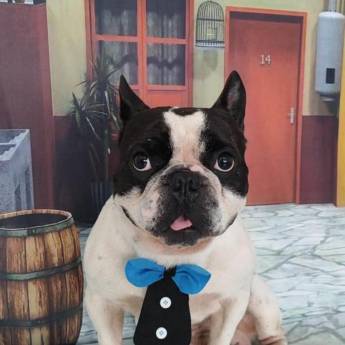 Comprar o produto de Banho Pet temático em Bauru em Pet Shop em Bauru, SP por Solutudo