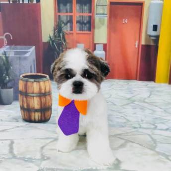 Comprar o produto de Banho Pet temático em Bauru em Pet Shop em Bauru, SP por Solutudo