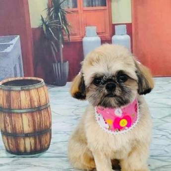 Comprar o produto de Banho Pet temático em Bauru em Pet Shop em Bauru, SP por Solutudo