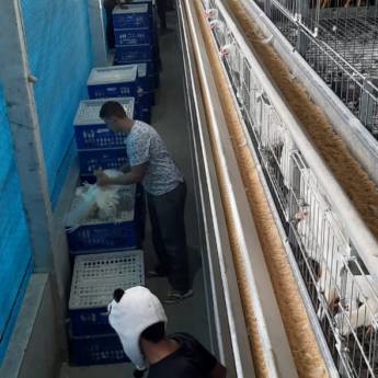 Comprar o produto de Serviço de Limpeza e Deslocamento de Aves em Outros em Santa Maria de Jetibá, ES por Solutudo