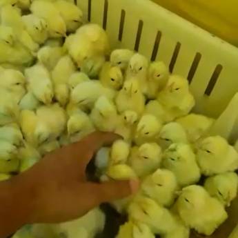 Comprar o produto de Pinteiro Recria Artabas em Outros em Farroupilha, RS por Solutudo