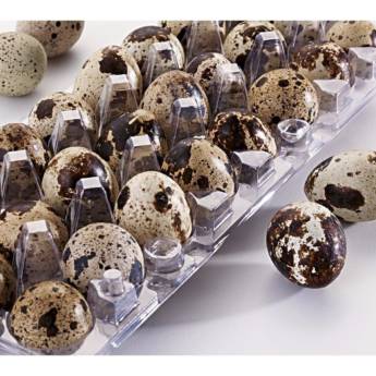 Comprar o produto de Estojo de Ovos de Codorna com Casca em Ovos em Marília, SP por Solutudo