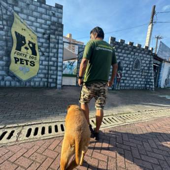 Comprar o produto de Adestramento para cachorro em Adestramento em Praia Grande, SP por Solutudo