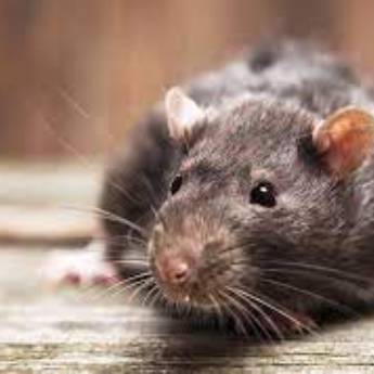 Comprar o produto de Controle de Roedores (desratização) em Nossos Serviços em Tietê, SP por Solutudo