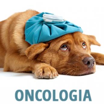 Comprar produto Oncologia Veterinária para Cães e Gatos em Veterinário pela empresa Entre Cães e Gatos em São Manuel, SP