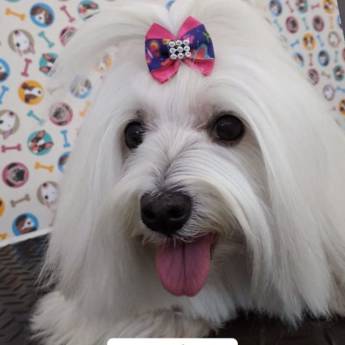 Comprar o produto de Banho e Tosa em Banho e Tosa em Adamantina, SP por Solutudo