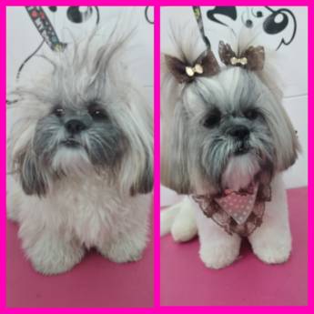 Comprar o produto de Tosa na tesoura em cães em Pet Shop em Bauru, SP por Solutudo