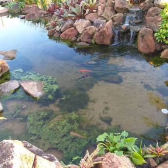 Comprar o produto de Montagem de Lagos Ornamentais em Paisagismo em Mutum, MG por Solutudo