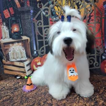 Comprar o produto de Banho temático - Halloween em Bauru em Pet Shop em Bauru, SP por Solutudo