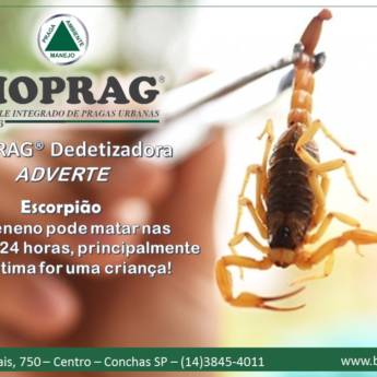Comprar o produto de Controle de Escorpiões em Dedetizadoras pela empresa Dedetizadora Bioprag em São Manuel, SP por Solutudo