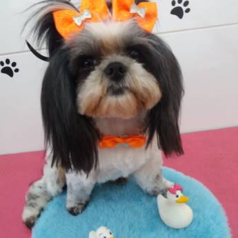 Comprar o produto de Banho temático -  Verão em Bauru em Pet Shop em Bauru, SP por Solutudo