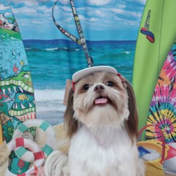 Comprar o produto de Banho temático - Praia em Bauru em Pet Shop em Bauru, SP por Solutudo