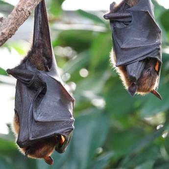 Comprar o produto de Dedetização de Morcegos em Dedetização em Jundiaí, SP por Solutudo