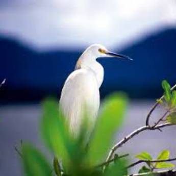 Comprar o produto de LICENÇA AMBIENTAL-SEMA ou ADEMASE em Consultoria em Aracaju, SE por Solutudo