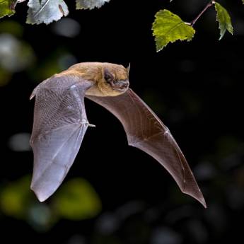 Comprar o produto de Controle de Morcegos em Dedetização em Marília, SP por Solutudo