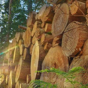 Comprar o produto de Limpeza de Chácara (Corte de árvores) em Produção Florestal em Salto de Pirapora, SP por Solutudo