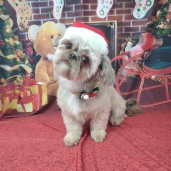 Comprar o produto de Banho temático -  Natal em Bauru em Pet Shop em Bauru, SP por Solutudo
