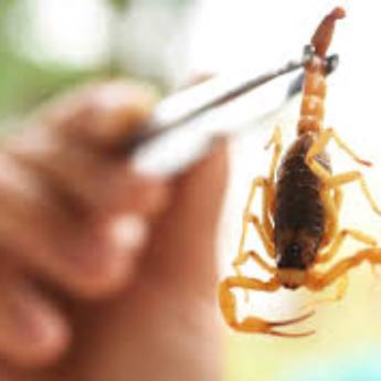 Comprar o produto de Controle de Escorpiões em Dedetização em Francisco Morato, SP por Solutudo