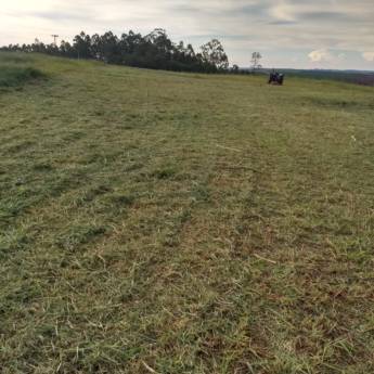 Comprar o produto de Plantio de Grama em Grama em Piraju, SP por Solutudo