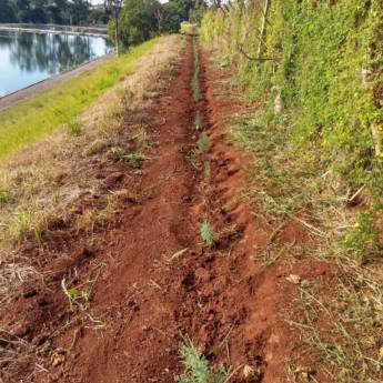 Comprar o produto de Plantio em Jardinagem em Piraju, SP por Solutudo