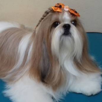 Comprar o produto de Penteados para Pets - Estilo e Elegância em Lençóis Paulista/SP em Banho e Tosa pela empresa Banho e Tosa Estilo Dog em Lençóis Paulista, SP por Solutudo