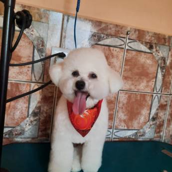 Comprar o produto de Banho e Tosa ♥ em Banho e Tosa pela empresa Banho e Tosa Estilo Dog em Lençóis Paulista, SP por Solutudo