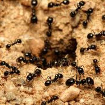 Comprar o produto de Controle de Formigas em Dedetização em Irecê, BA por Solutudo