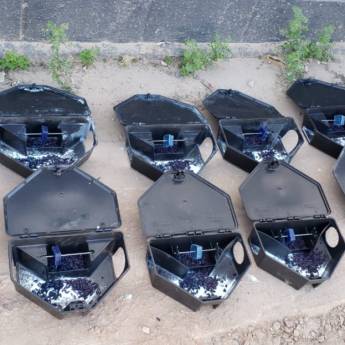 Comprar o produto de Desratização em Dedetização em Campo Grande, MS por Solutudo