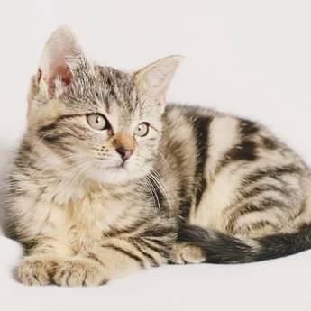 Comprar o produto de Castração de Femea em Veterinário em Ribeirão Pires, SP por Solutudo