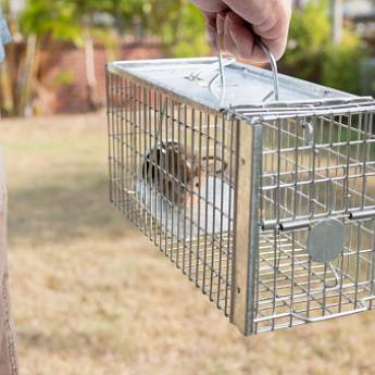 Comprar o produto de Desratização em Dedetização em Votuporanga, SP por Solutudo