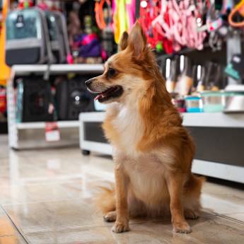 Comprar o produto de PetShop em Pet Shop em Jaú, SP por Solutudo