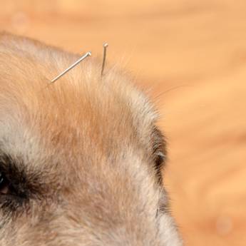 Comprar o produto de Acupuntura em Fisioterapia em Ribeirão Pires, SP por Solutudo