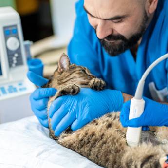 Comprar o produto de Ultrassom em Exames em Ribeirão Pires, SP por Solutudo