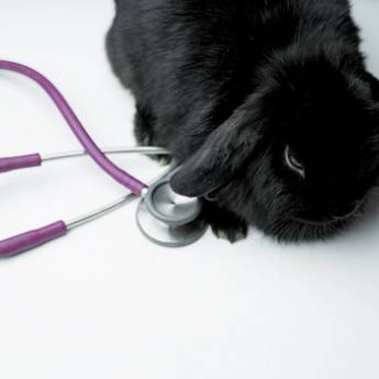 Comprar o produto de Cardiologista em Veterinário em Ribeirão Pires, SP por Solutudo